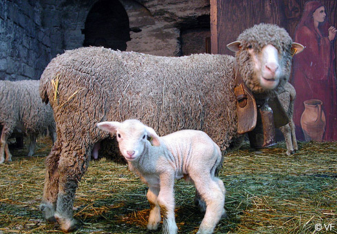 Moutons Baux de Provence © VF